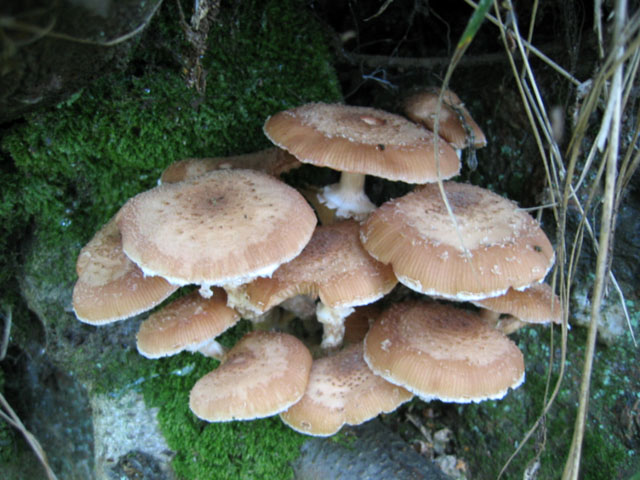 Il Genere Armillaria